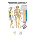 Rüdiger Meridiane u. Dorn Mini-Poster Anatomie 34x24 cm medizinische Lehrmittel