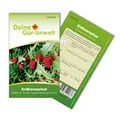 Erdbeerspinat Samen - Chenopodium foliosum - Erdbeerspinatsamen - Gemüsesamen - Saatgut für 200 Pflanzen