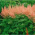 Astilbe X Arendsii Anita Pfeifer Prachtspiere Ca. 9x9 cm Topf