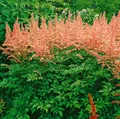 Astilbe x arendsii 'Anita Pfeifer', Prachtspiere, rosa, ca. 9x9 cm Topf