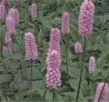 Kerzenknöterich Specioum - Persicaria amplexicaulis