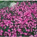 Dianthus Gratianop. La Bourboule Pfingstnelke Ca. 9x9 cm Topf