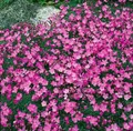 Pflanzen für Dich Staude Dianthus grat. La Bourboule, 1 St., Heide-Nelke, Pfingst-Nelke