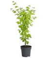Dehner Japanischer Goldahorn Jordan, Acer shirasawanum, breit-rundlicher Wuchs, 50-60 cm exkl. Pflanztopf, 3 l Topf, Zierahorn