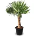 Sunny-Tree Trachycarpus Fortunei Chinesische Fächerpalme 160 cm, Stammhöhe 40 bis 50 cm Winterhart bis -18°C