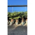 Trachycarpus Fortunei Chinesische Fächerpalme, 140-160 cm, Stammhöhe 40-50 cm, Winterhart bis -18°C, Topf Ø 33 cm