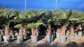 Trachycarpus Fortunei Chinesische Fächerpalme, 140-160 cm, Stammhöhe 40-50 cm, Winterhart bis -18°C, Topf Ø 33 cm