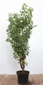 Prunus lusitanica, Portugiesischer Lorbeer, immergrün, 80–100 cm