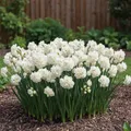 Narzissen Zwiebeln Winterhart Mehrjährig - Erlicheer Sommerblüte Kollektion - 25 Blumenzwiebeln - Duftende Pflanzen aus Holland - für Garten und Topf (keine Samen, nicht künstlich)