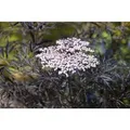 Sambucus Nigra Black Lace Schwarzer Holunder Dunkelrot 80–100 cm