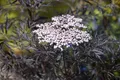 Sambucus nigra 'Black Lace', Schwarzer Holunder, dunkelrot, 80–100 cm