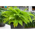 Hosta X Fortunei Sun Power Funkie Ca. 9x9 cm Topf