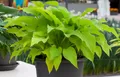 Pflanzen für Dich Staude Hosta fortunei Sun Power, 1 St., Funkie