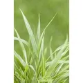 Hakonechloa Macra Strip It Rich Japanisches Berggras Ca. 11x11 cm Topf