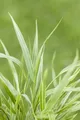 Hakonechloa macra 'Strip it Rich', Japanisches Berggras, ca. 11x11 cm Topf