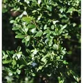 Japanische Stechpalme Ilex Glori Gem 25-30cm - ilex crenata