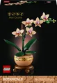Mini-Orchidee