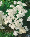 Achillea millefolium 'White Beauty', Schafgarbe, weiß, ca. 9x9 cm Topf