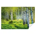 Wallarena Fototapete Wald Birkenwald Birken Sonne 3D EFFEKT Tapete Wohnzimmer Schlafzimmer, Glatt, Wald, Tapete inklusive Kleister Vliestapete Motivtapete 3.12 m x 2.19 m
