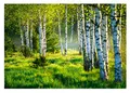 WallArena - Vlies Fototapete Birkenwald Wald Birken Sonne Natur 3D EFFEKT 312x219 cm - Fototapeten - Tapeten - für Wohnzimmer Schlafzimmer - Vliestapete Wandtapete Tapete 3D Effekt- inkl. Kleister