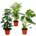 Exotenherz Zimmerpflanzen Set Grünes Trio Set mit 3 Verschiedenen Grünpflanzen Chamaedorea Monstera Schefflera