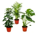 Exotenherz Zimmerpflanze Grünes Trio Set mit 3 Grünpflanzen Chamaedorea Monstera -Schefflera