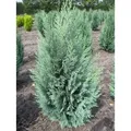 Chamaecyparis lawsoniana 'Columnaris' - Blaue Säulenzypresse 'Columnaris' 40-60