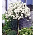 BALDUR Garten 1x Schneeball-Stämmchen, Pflanze im 2 Liter-Topf, Viburnum, winterhart, mehrjährig, bienenfreundlich, pflegeleicht, blühend, dufte...