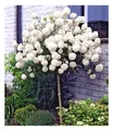 Schneeball-Stämmchen, 1 Pflanze Viburnum Eskimo auf Stamm