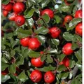 Hochstamm Thymianblättrige Zwergmispel 40-60cm - Cotoneaster thymifolius