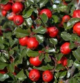 Hochstamm Thymianblättrige Zwergmispel 40-60cm - Cotoneaster thymifolius