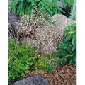 Saxifraga X Urbium Variegata Steinbrech Buntlaubig Ca. 9x9 cm Topf