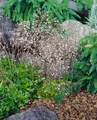 Pflanzen für Dich Staude Saxifraga urb. Variegata, 1 St., Scharlachrote Moos-Steinbrech, Teppich-Steinbrech