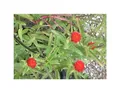 30x Kugelamaranth Strawberry fields (Gomphrena) - Duftwicke Samen Garten KS33