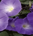 Trichterwinde Ipomea Himmelblau einjährig Höhe bis 250 cm Samen