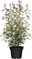 Photinia fraseri 'Red Robin' 100–125 cm – Winterhart, Immergrün, Pflegeleicht – Glanzmispel – Heckenpflanze für Garten & Sichtschutz