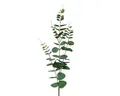 Kunstzweig, Decoris season decorations, Künstlicher Eukalyptuszweig 78cm Grün