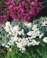 Achillea x kellereri, Silber-Garbe, silbrig, ca. 9x9 cm Topf