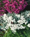 Pflanzen für Dich Staude Achillea kellereri, 1 St., Schafgarbe