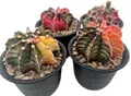 Fangblatt - Gymnocalycium mihanovichii variegata - Mixed Clone - bunter Kaktus im Ø 9 cm Topf - exotische Zimmerpflanze - pflegeleichte Sukkulente