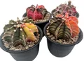 Gymnocalycium mihanovichii variegata - Mixed Clone - bunter Kaktus