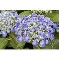 Hydrangea Macrophylla Bauernhortensie Ayesha 30-40 cm