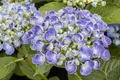 Pflanzen für Dich Gehölze Hydrangea macrophylla Ayesha, 1 St., Gartenhortensie, Bauernhortensie