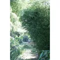 Fargesia robusta Campbell 80/100 cm hoch, im 3 Liter-Topf