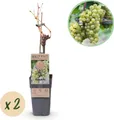 Green boutiQ - Obstpflanze - Vitis vinifera Bianca - Weinrebe - Veredelt - Weiße Traube - 2 Pflanzen - Topf 15cm - Höhe 50cm