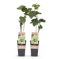 Green boutiQ - Obstpflanze - Vitis vinifera Bianca - Weinrebe - Veredelt - Weiße Traube - 2 Pflanzen - Topf 15cm - Höhe 50cm