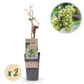 Obstpflanze - Vitis vinifera Bianca - Weinrebe - Veredelt - Weiße Traube - 2 Pf