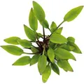 Dennerle Plants Aquariumpflanze Cryptocoryne Lutea Hobbit