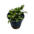 Cryptocoryne lutea  Hobbit - Topf Aquarium kleiner Wasserkelch  Dennerle 30031