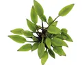 Wasserkelch 5 cm grün - Cryptocoryne lutea ´Hobbit´